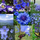New Arrival All Blue Wildflower Mix Seeds - Perennials and Annuals - ST17
