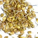 Premium Green Lentil Bean Sprouting Seeds - 346C