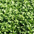 Best-Selling Peppercress Herb Heirloom Seed - Curled Pepper Cress Lepidium sativum - B253