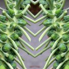 Limited Edition Long Island Improved Brussel Sprouts Seeds - Br. oleracea var. gemmifera - B131