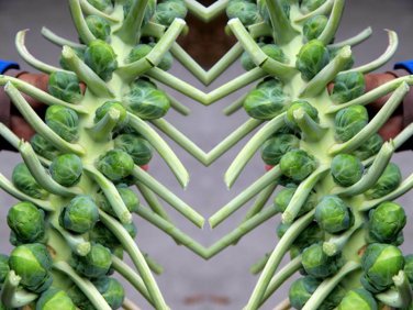Limited Edition Long Island Improved Brussel Sprouts Seeds - Br. oleracea var. gemmifera - B131