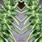 Limited Edition Long Island Improved Brussel Sprouts Seeds - Br. oleracea var. gemmifera - B131