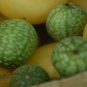 New Arrival Mexican Sour Gherkin Cucumber Seeds - Melothria scabra - B1