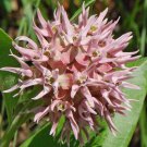 Premium Showy Milkweed Seeds - Asclepias Speciosa - B243