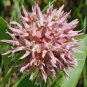 Premium Showy Milkweed Seeds - Asclepias Speciosa - B243