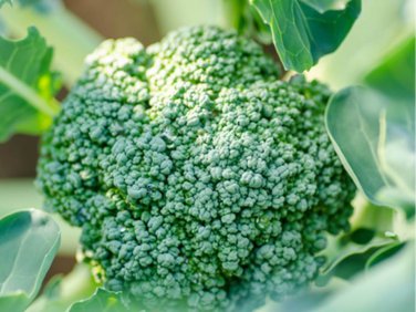 Exclusive Heirloom Broccoli De Cicco Seeds - Brassica oleracea - B154
