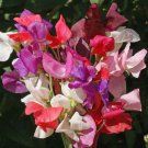 Best-Selling Sweet Pea Royal Family Wildflower Mix Seeds - ST28