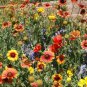 Limited Edition Dry Area Wildflower Mix Seeds - Perennials and Annuals - ST1