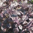 Top-Quality Purple Ruffled Basil Seeds - Ocimum basilicum - B196