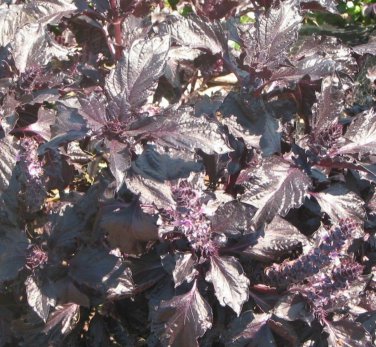 Top-Quality Purple Ruffled Basil Seeds - Ocimum basilicum - B196
