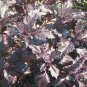 Top-Quality Purple Ruffled Basil Seeds - Ocimum basilicum - B196