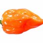 Limited Edition Orange Habanero Pepper Seeds - B68