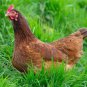 Premium Chicken Forage Crop Seeds For Growing Healthy Hens & Eggs C4