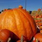 Top-Quality Pumpkin Atlantic Giant Heirloom Seeds - World Record Dill's - B328