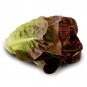 Exclusive Red Deer Tongue Leaf Lettuce Seeds - Microgreens or Garden - B200