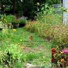 Best-Selling Southeast Wildflower Mix Seeds - Perennials and Annuals - ST3
