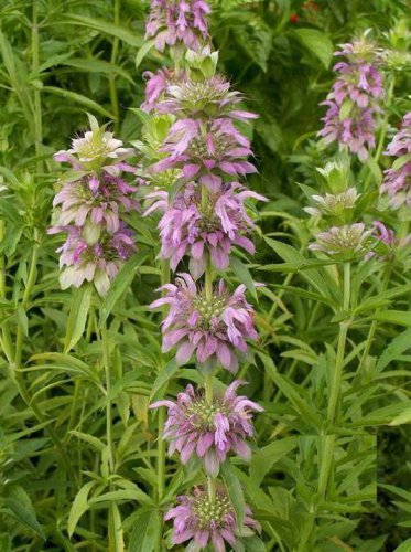 Limited Edition Lemon Mint Herb Heirloom Seeds - Monarda citriodora - B65