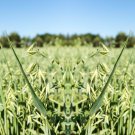 Exclusive Oat Microgreen Grass Seeds - Microgreens Sprouting binC22