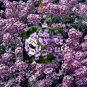 New Arrival Royal Sweet Carpet Alyssum Flower Seeds - Lobularia maritima - B151