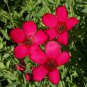 Premium Scarlet Flax Flower Seeds - Linum grandiflorum - B210