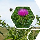 Top-Quality Blessed Milk Thistle Seeds - Silybum marianum - B160