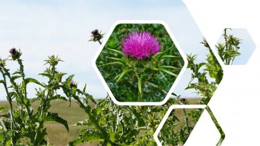Top-Quality Blessed Milk Thistle Seeds - Silybum marianum - B160