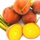 Limited Edition Heirloom Burpees Golden Beet Seeds - Beta vulgaris - B182