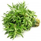 New Arrival Summer Savory Culinary Herb Seeds - B167