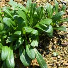 Premium Mibuna Chinese Mustard Seeds bin293