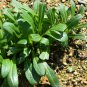 Premium Mibuna Chinese Mustard Seeds bin293