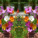 Limited Edition Colorful Cosmos Wildflower Mix Seeds - ST15