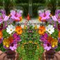 Limited Edition Colorful Cosmos Wildflower Mix Seeds - ST15