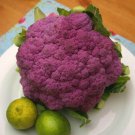 New Arrival Heirloom Purple Sprouting Broccoli Seeds - Brassica oleracea var. italica - B245