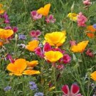 New Arrival U.S. West Coast Regional Wildflower Mix Seeds by Zellajake Many Sizes ST7