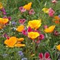 New Arrival U.S. West Coast Regional Wildflower Mix Seeds by Zellajake Many Sizes ST7