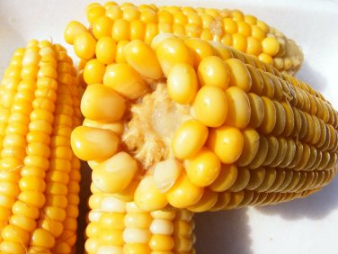Premium Golden Bantam Sweet Corn Seeds (seeds may be treated) - C1