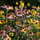 Exclusive Midwest Wildflower Seed Mix - Annuals and Perennials - ST2