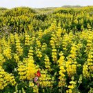 Premium Yellow Lupine Seeds bin239
