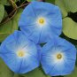 Top-Quality Heavenly Blue Morning Glory Flower Vine - Untreated Seeds - B277