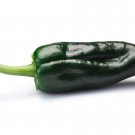 Best-Selling Heirloom Ancho Poblano Pepper Seeds - Capsicum annuum var. annuum - B60