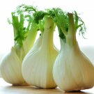 Premium Florence Fennel Heirloom Garden Herb Seeds - B198