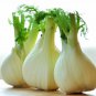 Premium Florence Fennel Heirloom Garden Herb Seeds - B198