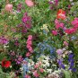 Exclusive Part Shade Wildflower Mix Seeds - Annuals and Perennials - ST5