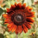 Best-Selling Velvet Queen Sunflower Seeds - B41