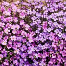 Limited Edition Purple Rockcress Wildflower Seeds - Aubrieta deltoidea - B251