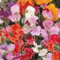 Best-Selling Sweet Pea Knee High Mix Seeds - B237