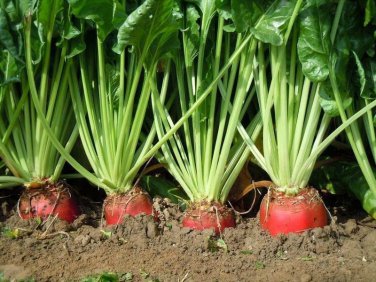 Limited Edition Red Mangel Mammoth Beet Heirloom Open Pollinated Seeds - B311