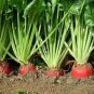 Limited Edition Red Mangel Mammoth Beet Heirloom Open Pollinated Seeds - B311