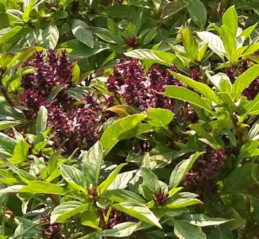 Exclusive Thai Basil Culinary Herb Open Pollinated Seeds - B232