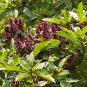 Exclusive Thai Basil Culinary Herb Open Pollinated Seeds - B232
